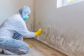 Why You Should Choose Our Mold Remediation Services in Elkhart, KS